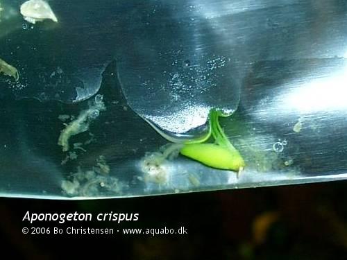 Image: Aponogeton crispus - Fr. Dette fr har ligget et par dage i bunden af posen, og er begyndt at spire.