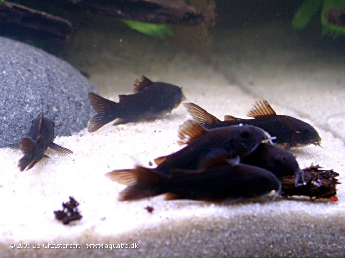 Image: Corydoras sp. cf. aeneus "Black" - Nye fisk. Her er fiskene lige ankommet.