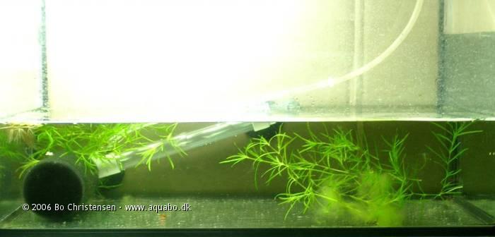 Image: Aquarium 20A (sold)20 liters - Opfodring. Der g�r lige nu 12 fem dage gamle pansermaller.