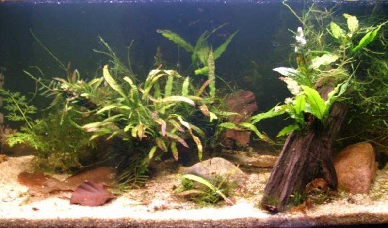 Image: Aquarium 30G (rcs)30 liters - Moss, ferns and shrimps