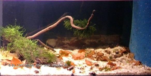 Image: Aquarium 30D (ninja)30 liters - Last picture. The tank has been sold.