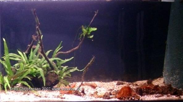 Image: Aquarium 30F (crs)30 liters - Last picture. The tank has been sold.