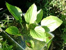 Project: outdoor notech tanks - Echinodorus argentinensis