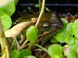 Project: outdoor notech tanks - frog