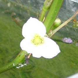 Project: outdoor notech tanks - Echinodorus argentinensis