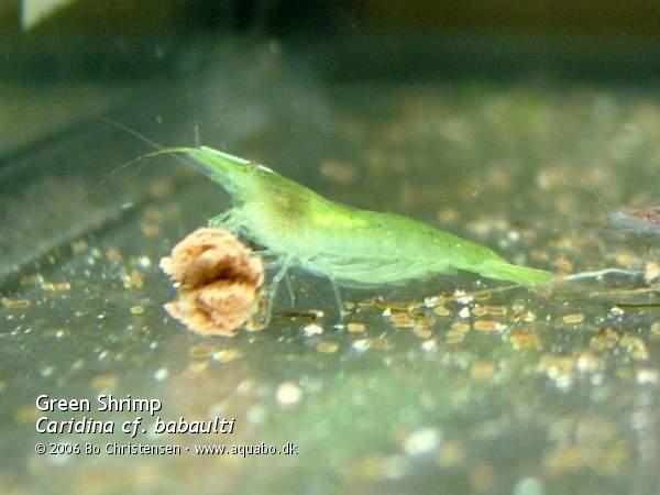 Image: Caridina cf. babaulti - Eating. Eating tropical shrimp stick.