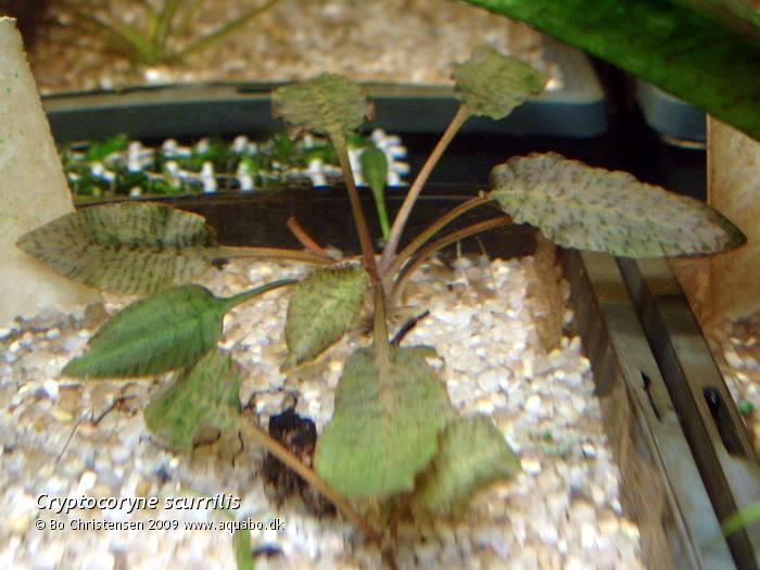 Image: Cryptocoryne scurrilis - Cryptocoryne scurrilis B 1282