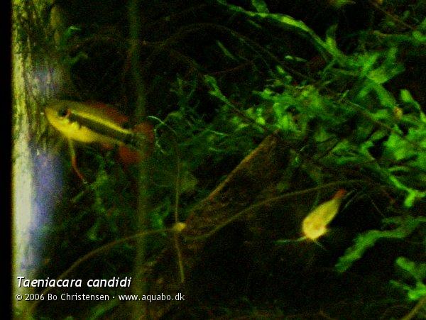 Image: Taeniacara candidi - Fight. Female and Trichopsis pumila male.