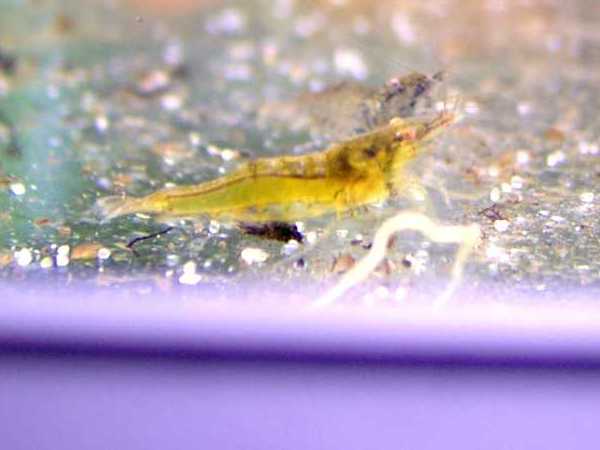 Image: Caridina sp. - Yellow. Two of the shrimps has this yellow body colour.