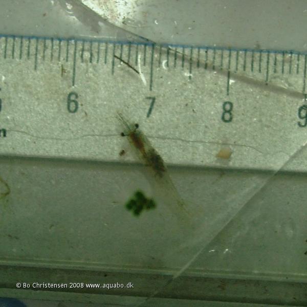 Image: Atyidae sp. "Nan River 1" - Nan River shrimp. Caught 3 specimens of this small shrimp in Nan River, Thailand today.
