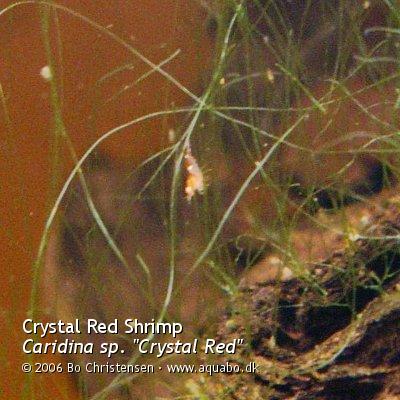 Image: Caridina sp. "Crystal Red" - Shrimplet. 2-4 days old.