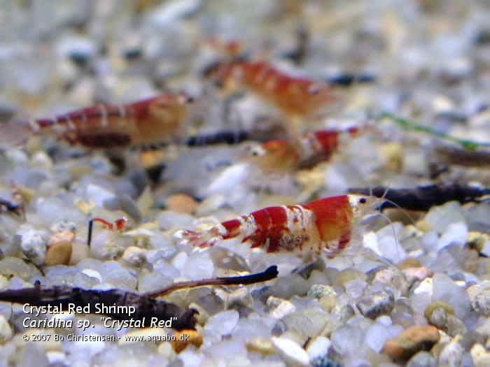 Image: Caridina sp. "Crystal Red" - Females with eggs