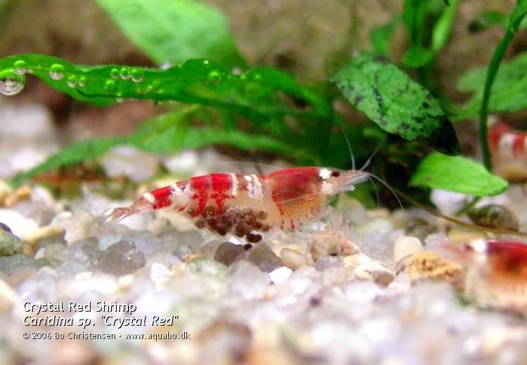 Image: Caridina sp. "Crystal Red" - Female with eggs