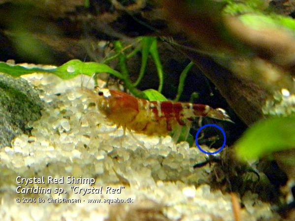 Image: Caridina sp. "Crystal Red" - Giving birth. The little shrimplet has just left the female.