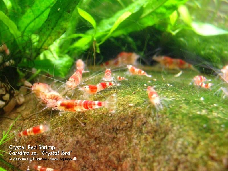 Image: Caridina sp. "Crystal Red" - Feeding time. Crystal Reds eating a Tropical shrimp stick.
