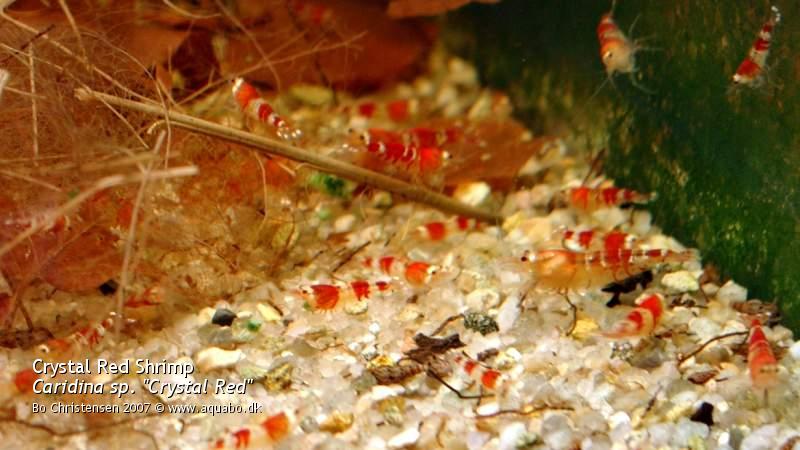 Image: Caridina sp. "Crystal Red" - Last picture. All the shrimps has been sold.