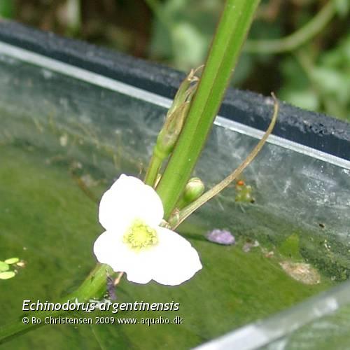 Image: Echinodorus argentinensis - Inflorescence with flower