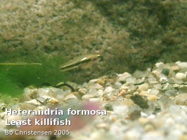 Image: Heterandria formosa - Female