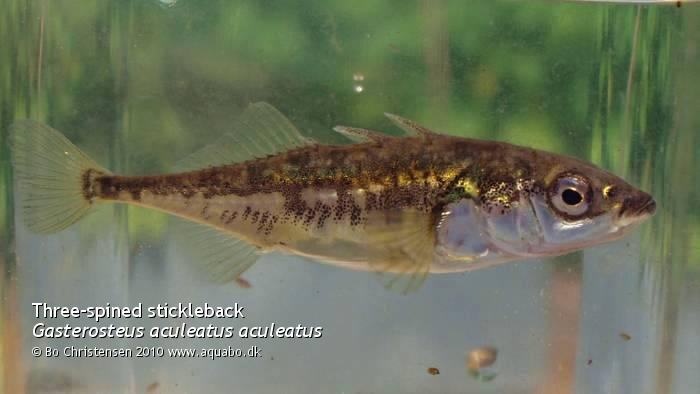 Image: Gasterosteus aculeatus aculeatus - Female. Fish caught in the stream Voldbk in Aarhus, Denmark.