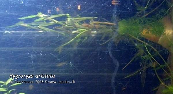 Image: Hygroryza aristata - 