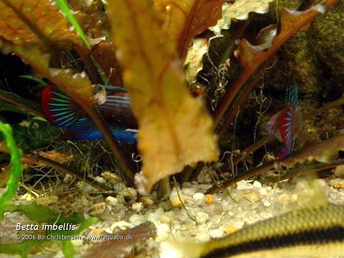 Image: Betta imbellis - Unexpected meeting. Two males meet between the plants.