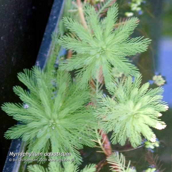 Image: Myriophyllum aquaticum - Emersed. Myriophyllum aquaticum