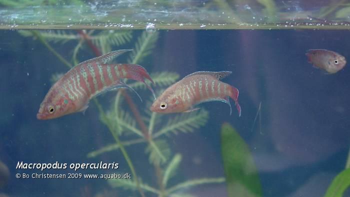 Project: outdoor notech tanks - Macropodus opercularis