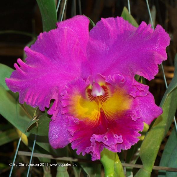 Image: Cattleya x NoID "Pink" - Flower. Yesterday the flower started to open and this morning the 18 cm wide flower is fully open.