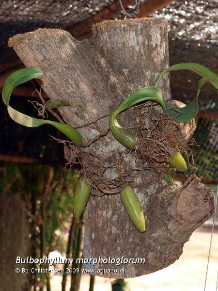Image: Bulbophyllum morphologlorum - New orchid. Bought december 2009 at the saturday market in Nong Tom, Thailand.