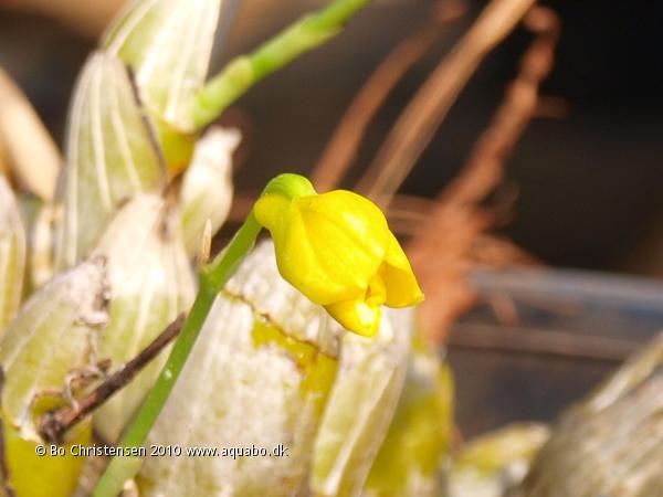 Image: Dendrobium NoID 05J - Flower opening