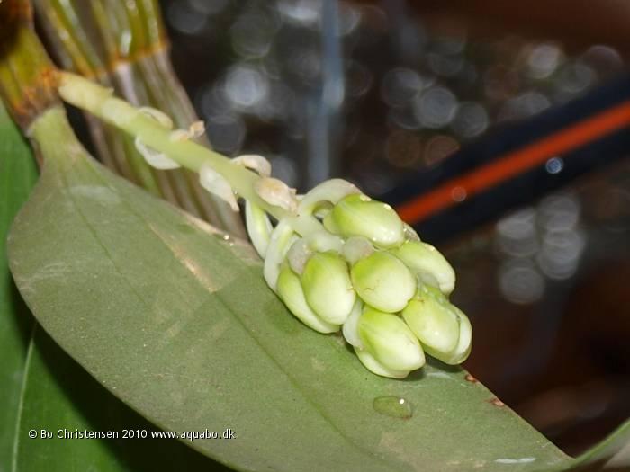 Image: Dendrobium NoID 05K - 