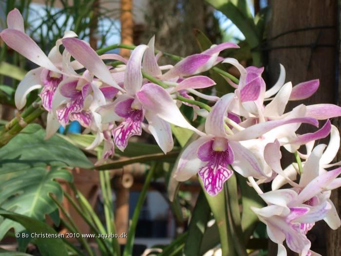 Image: Dendrobium NoID 05M - New orchid. Bought january 2010 in Nong Tom, Thailand.