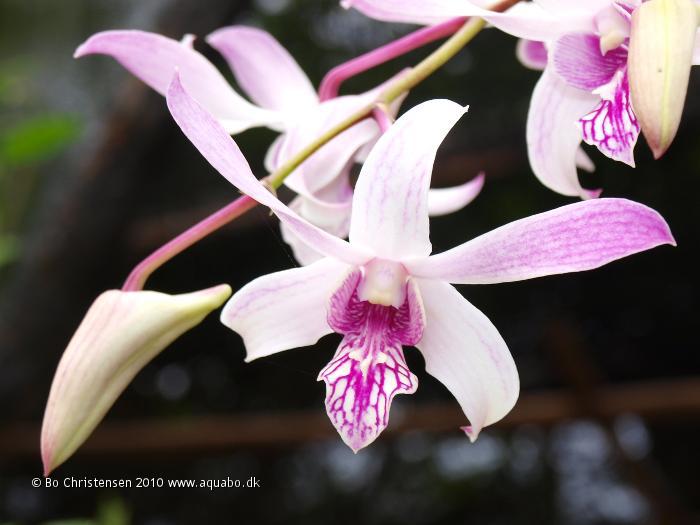 Image: Dendrobium NoID 05M - Flower and bud