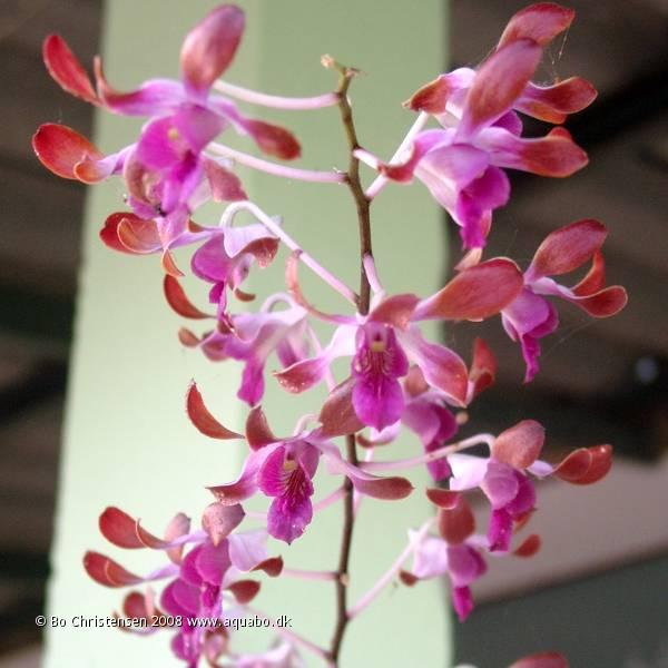 Image: Dendrobium NoID 06D - 