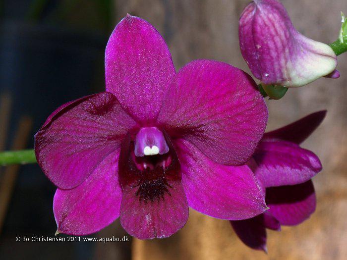 Image: Dendrobium NoID 06H - Flower