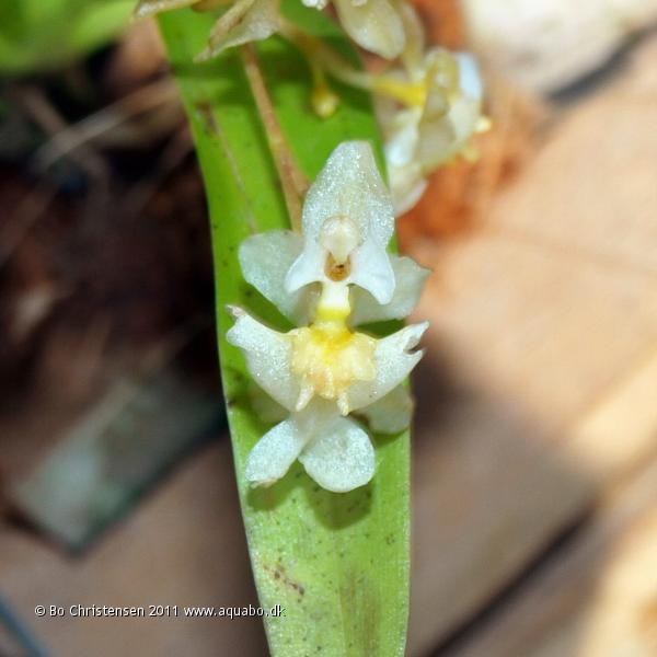 Image: Oncidium NoID 11G - Flower. Allmost withered flower.
