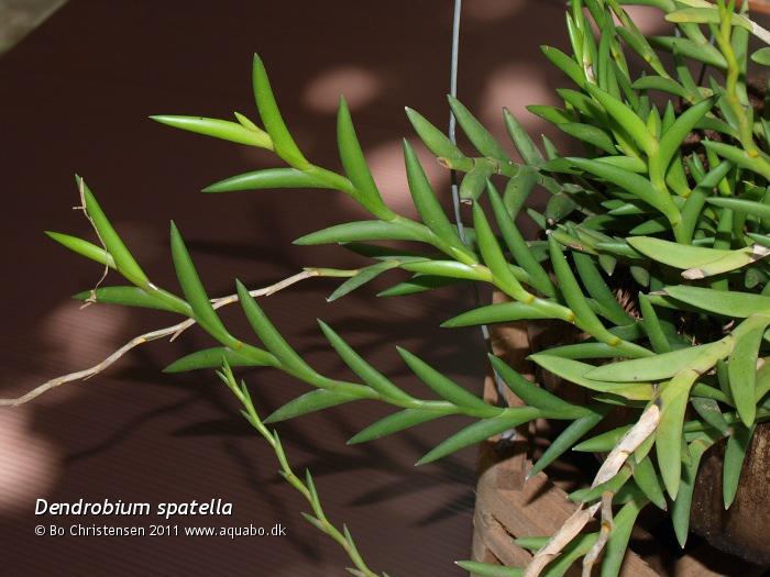 Image: Dendrobium spatella - Stems and leaves