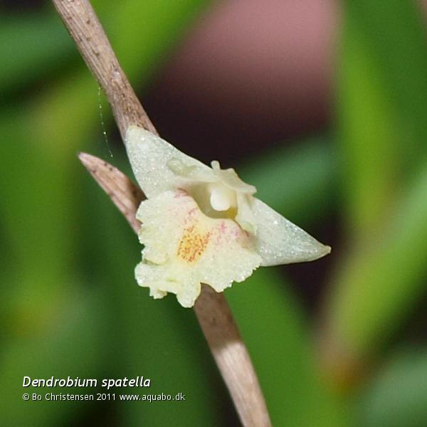Image: Dendrobium spatella - First flower. Bought this orchid more than two years ago. It is now flowering for the first time with one single flower.