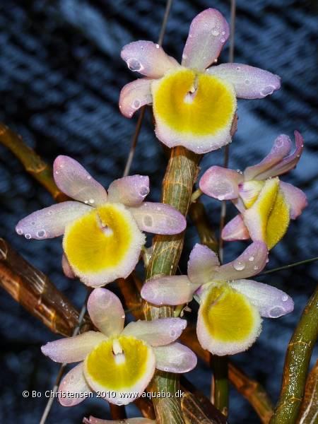 Image: Dendrobium polyanthum - Flowers. All six flowers opened yesterday.