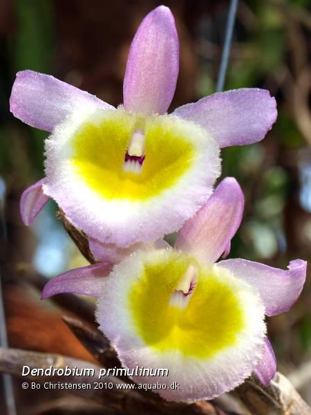 Image: Dendrobium polyanthum - Flowers