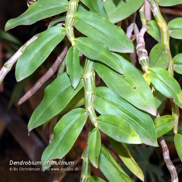Image: Dendrobium polyanthum - Leaves