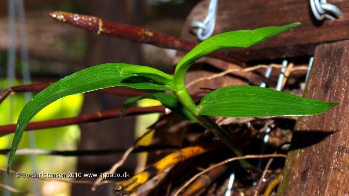 Image: Orchid NOID 14C - Leaves