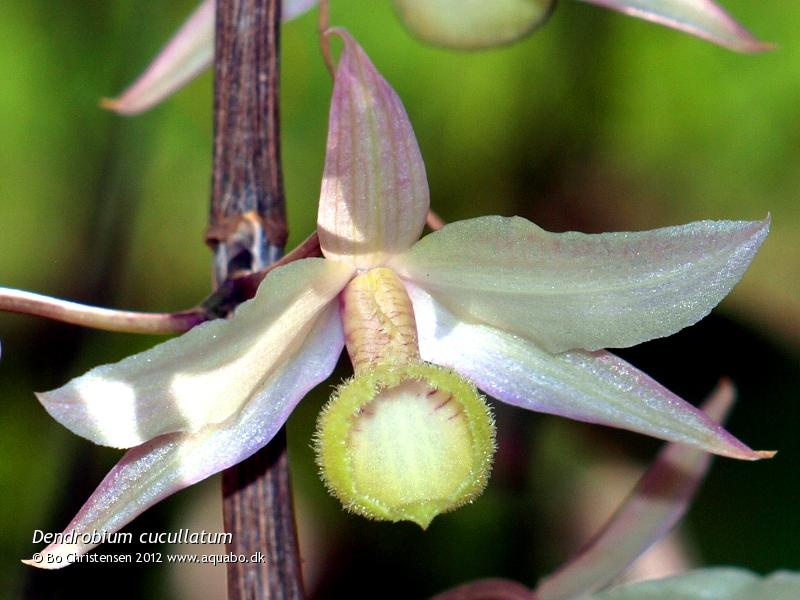 Image: Dendrobium aphyllum - Flower