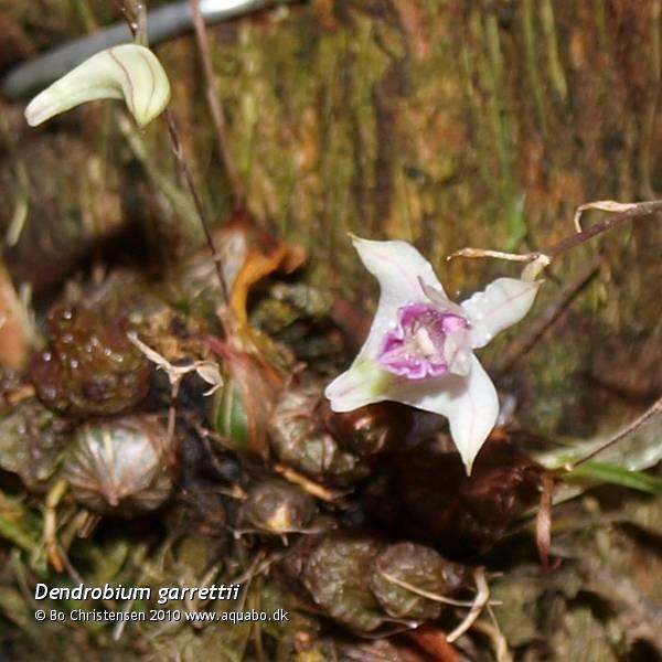 Image: Dendrobium garrettii - More buds and flowers