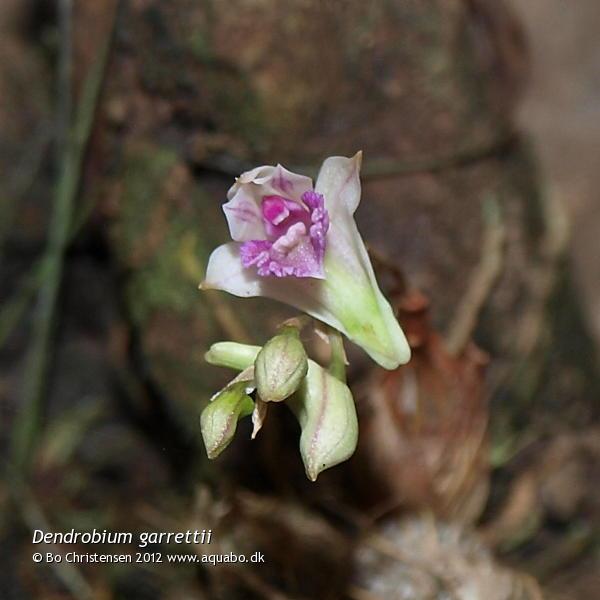 Image: Dendrobium garrettii - Flower