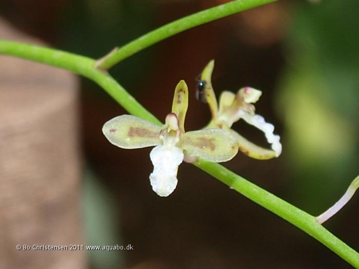 Image: Acriopsis indica - Flowers. The first two flower opened today. They are tiny. Not more than 8-9 mm. wide.