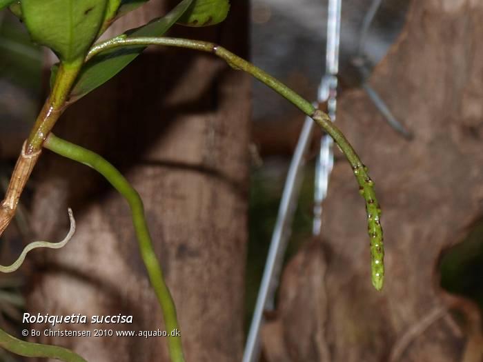 Image: Robiquetia succisa - New buds