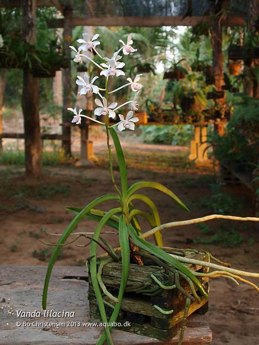 Image: Vanda lilacina - The whole plant