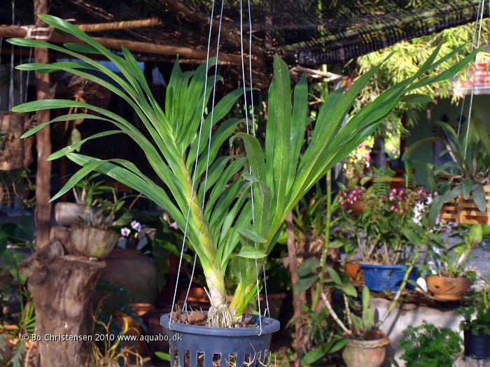 Image: Grammatophyllum NoID 46A - New orchid. Bought december 2010 at a local flowershop in Phrom Phiram, Thailand.