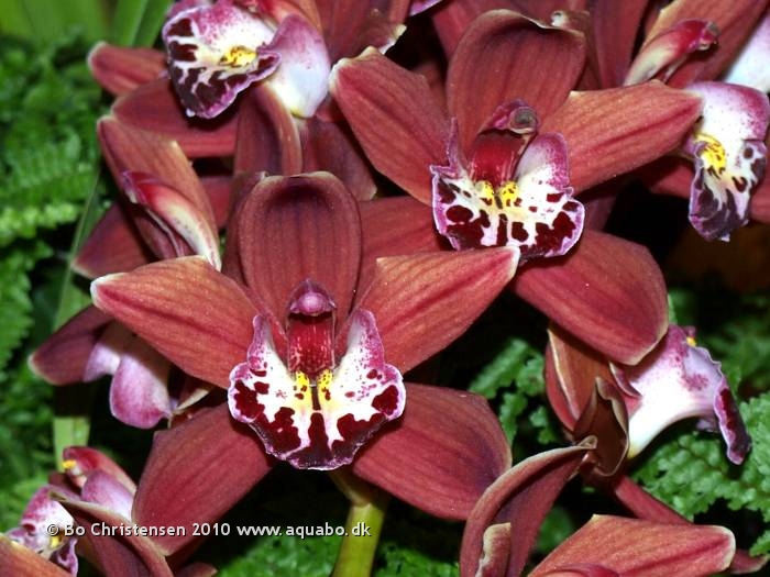 Image: Cymbidium "Alice W. Eevland" x devonianu